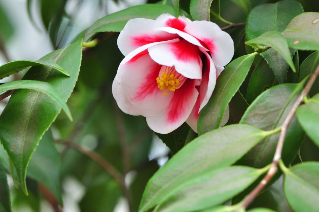 日本稱山茶花為「椿」,傳統上偏愛小巧的單瓣花型。