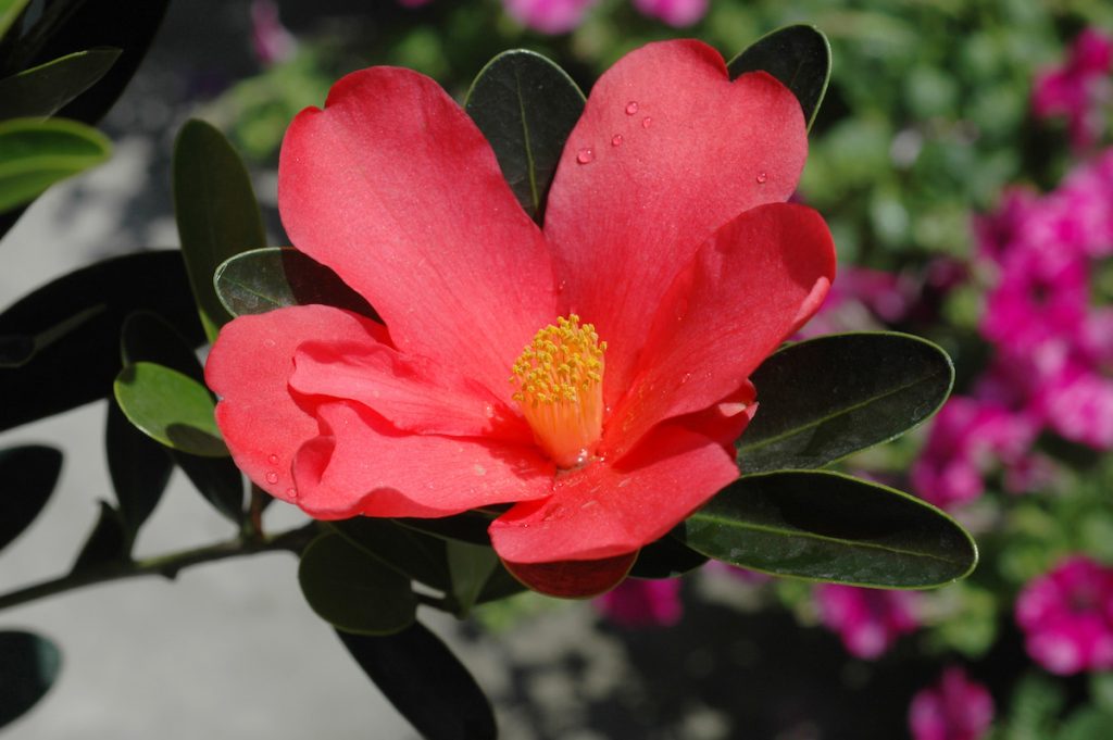 杜鵑紅山茶屬是原產中國廣東的原生種,能全年開花,為育種親本,未來可期。