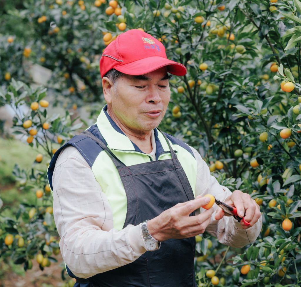 林庭財的有機金柑靠人力採收，一人一天平均採收五十公斤。