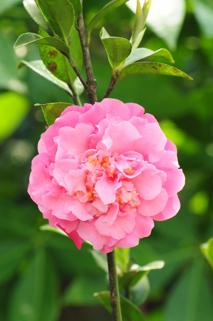 牡丹形茶花,花瓣排列較為奔放而豐滿。