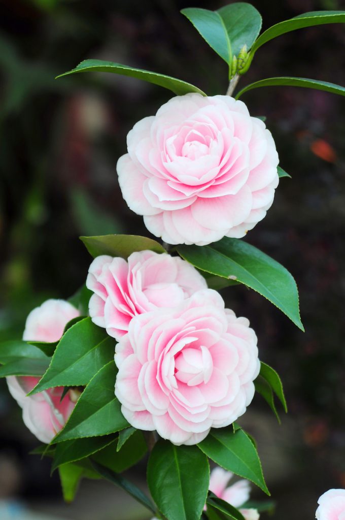 粉丹是歷史悠久的中國山茶花品種。