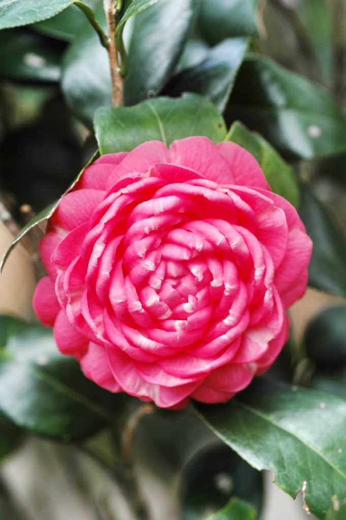 山茶花花朵擁有各式美麗的斑紋或漸層色彩,瓣形豐富多變。