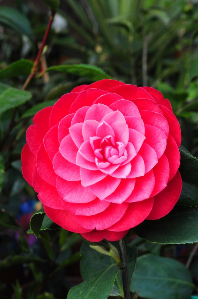 重辦山茶富麗飽滿,是歲末年終與喜迎新春時最應景的木本花卉。