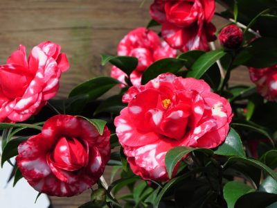 殷紅的山茶花多在冷涼季節綻放，是少數能在冬季仍保持鮮明色彩的花種之一。