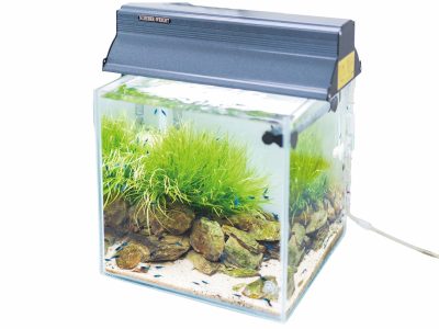 產業濃縮於一方小小的觀賞蝦造景缸。