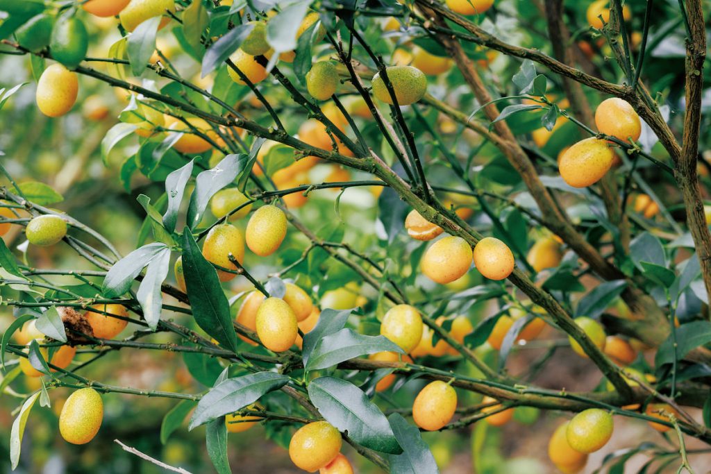 金柑夠冷才會由青綠轉成金黃，轉色關鍵是溫度。