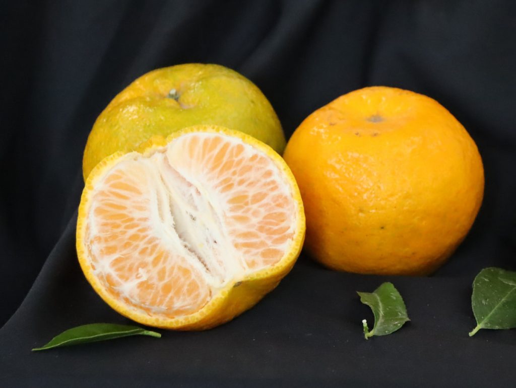 椪柑最早十月上市，在年初盛產。