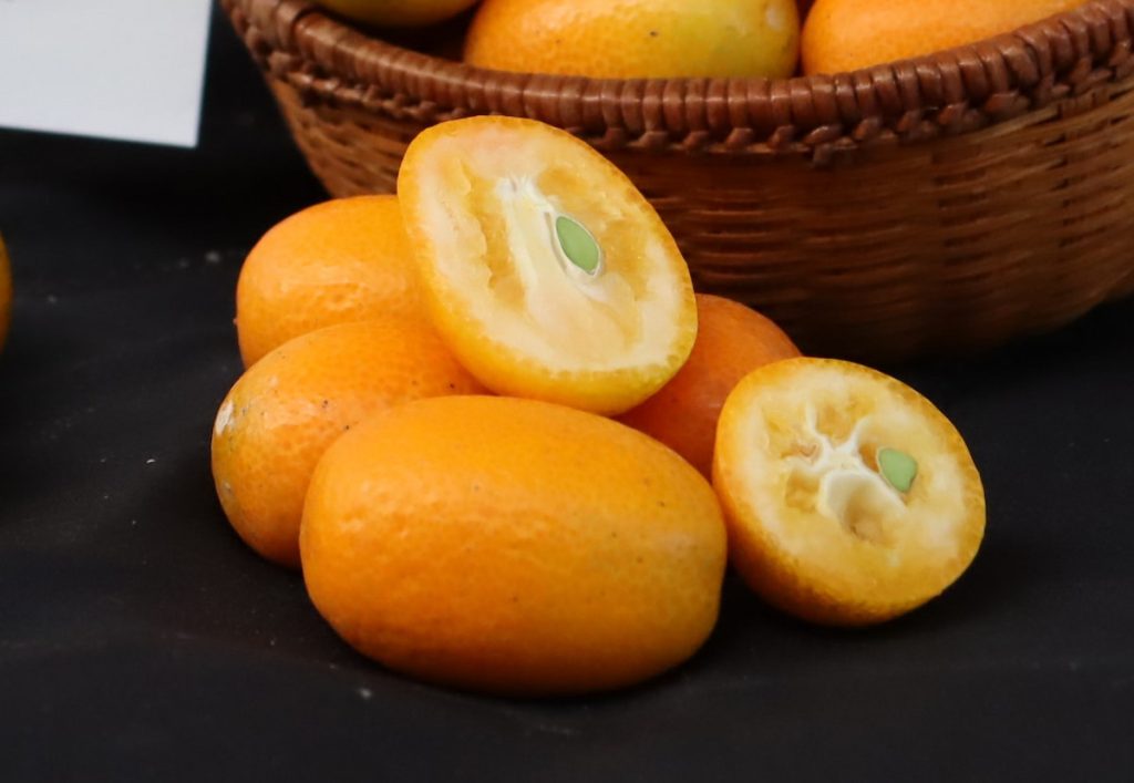 金柑鮮果產季集中在冬季。