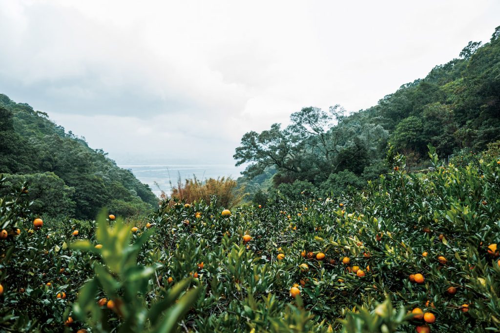 墨綠葉叢間，無數柑橘被雨水洗潤，溫潤色澤是北投山間最溫暖的視覺焦點。
