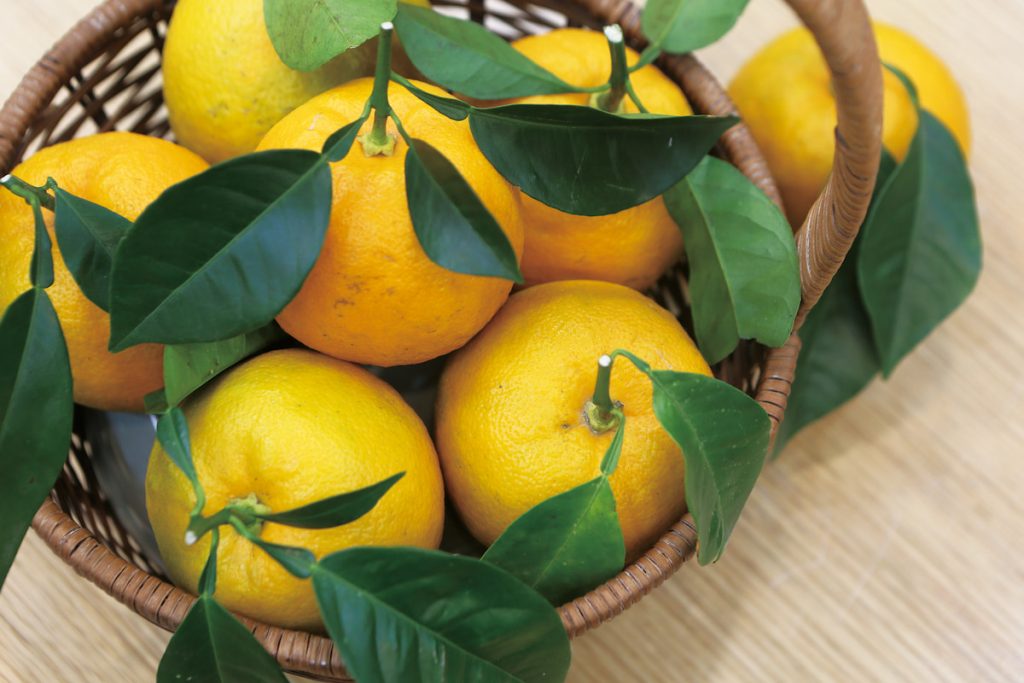 飽滿的南庄橙。
