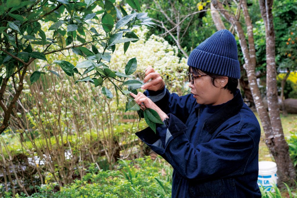 林保署技正黃婉如定期照顧繁殖南庄橙的母樹。
