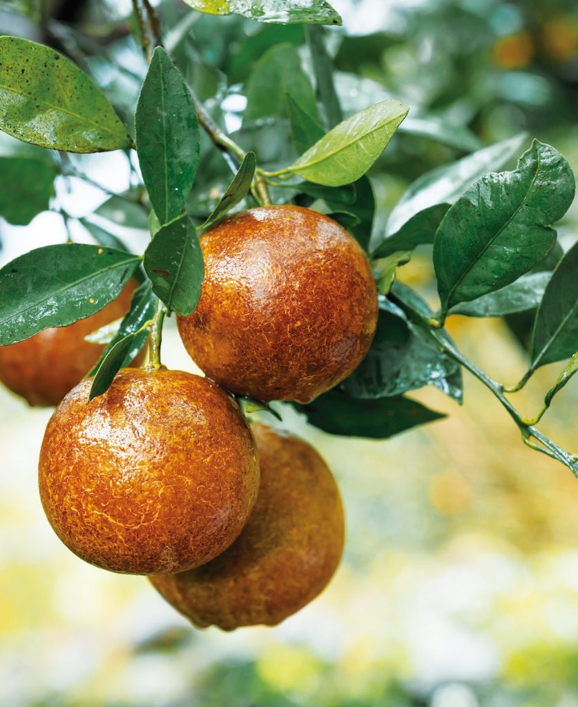 友善果園的耕作，代價是背負更多果實賣相變差。