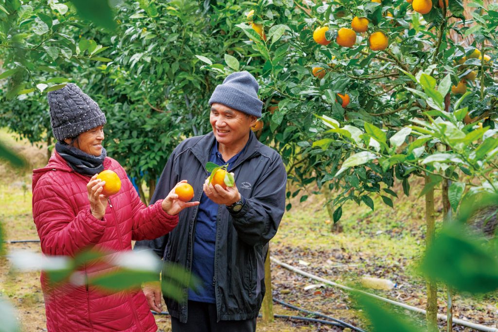 南庄橙果農潘三妹（左）與章清泉（右）。