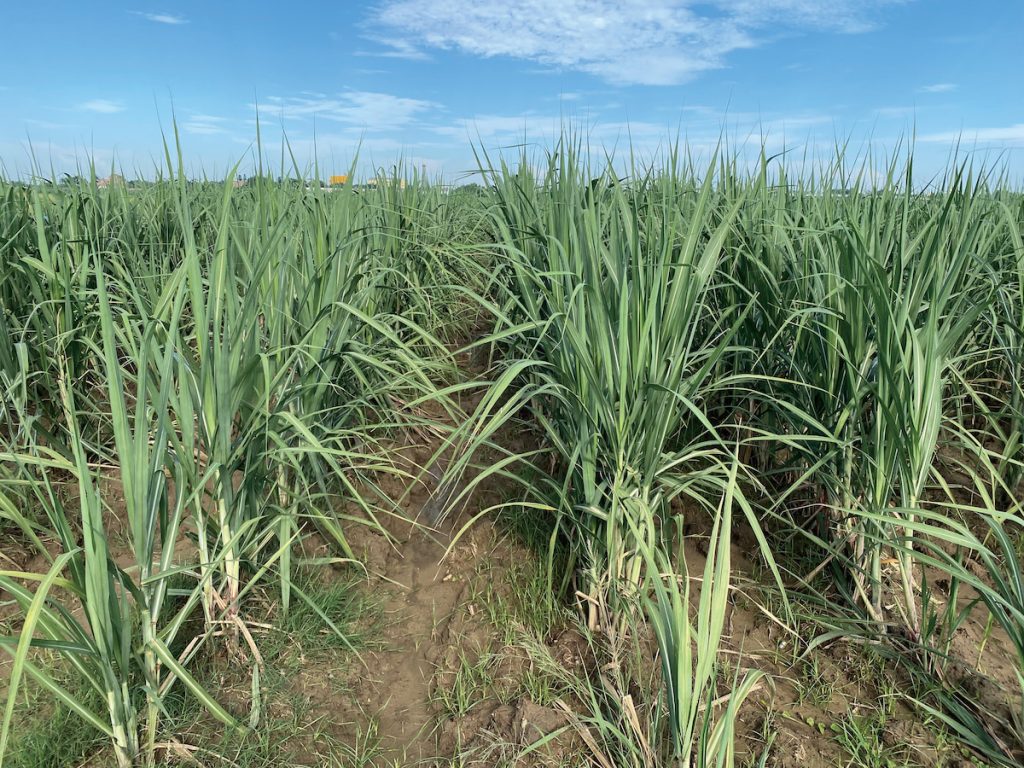 台糖公司的甘蔗田。台糖是臺灣的大地主之一,也與戰後的土地制度發展有密切關係。(攝影╱陳立祥)