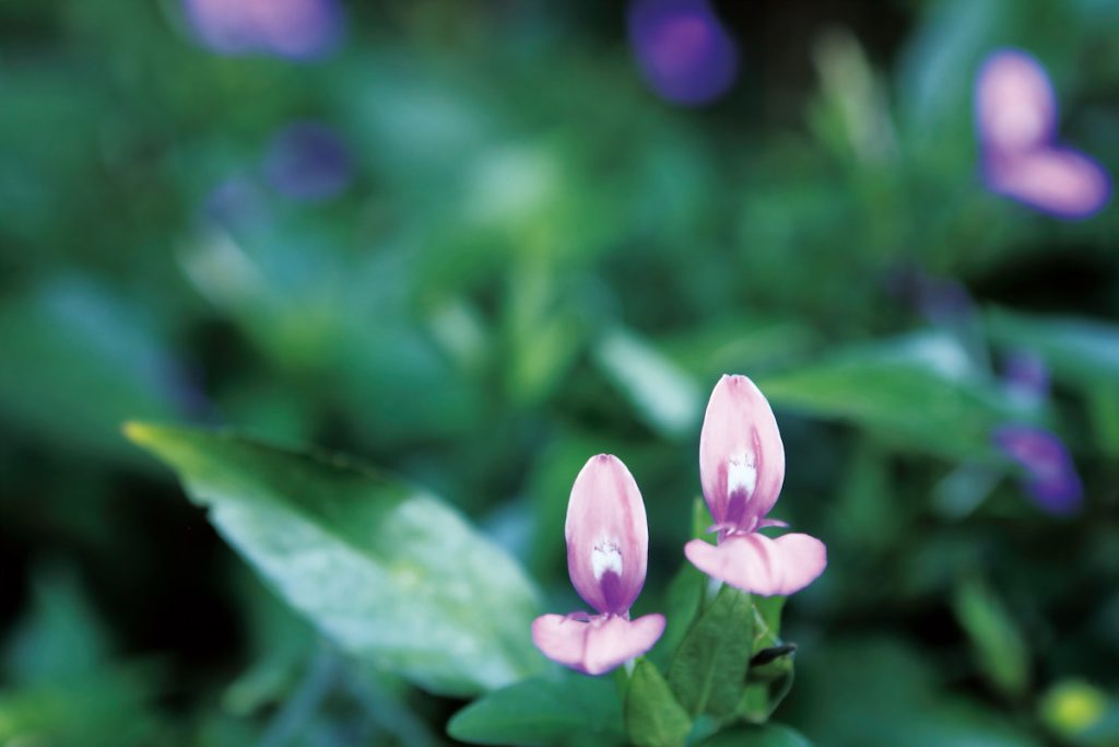 長花九頭獅子草。