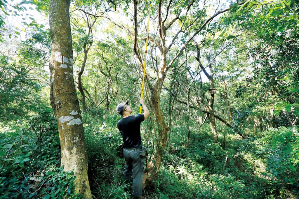 永在918公頃的森林中,有54個樣區,每年都要去樣區量樹高與胸高直徑,以估計木材蓄積量。