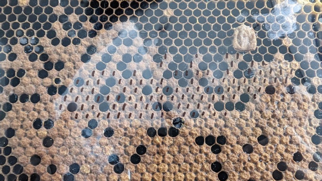 評估蜂群耐病力。以塑膠片標記幼蟲位置後接種球囊病菌,調查幼蟲存活率,巢房成功封蓋(棕色)即為存活。