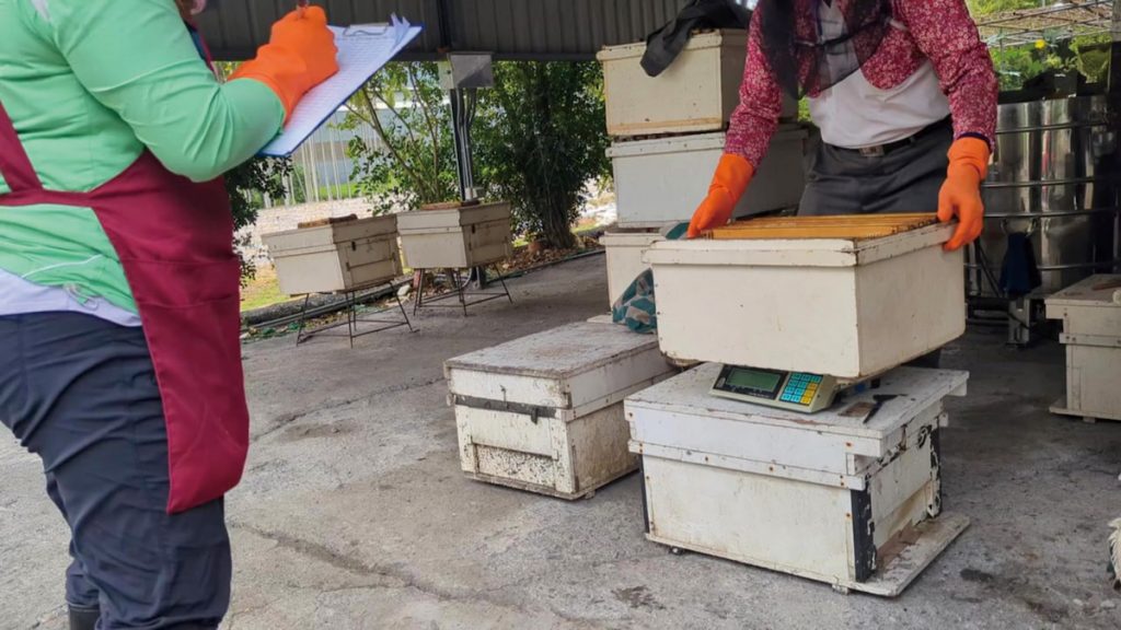 搖蜜前秤重。記錄每個蜂群每次採收的蜂蜜量,篩選表現佳的蜂群做為母本。