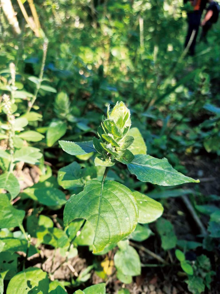 永在林業的森林中,地表到處是可愛的野花,圖為賽山藍。