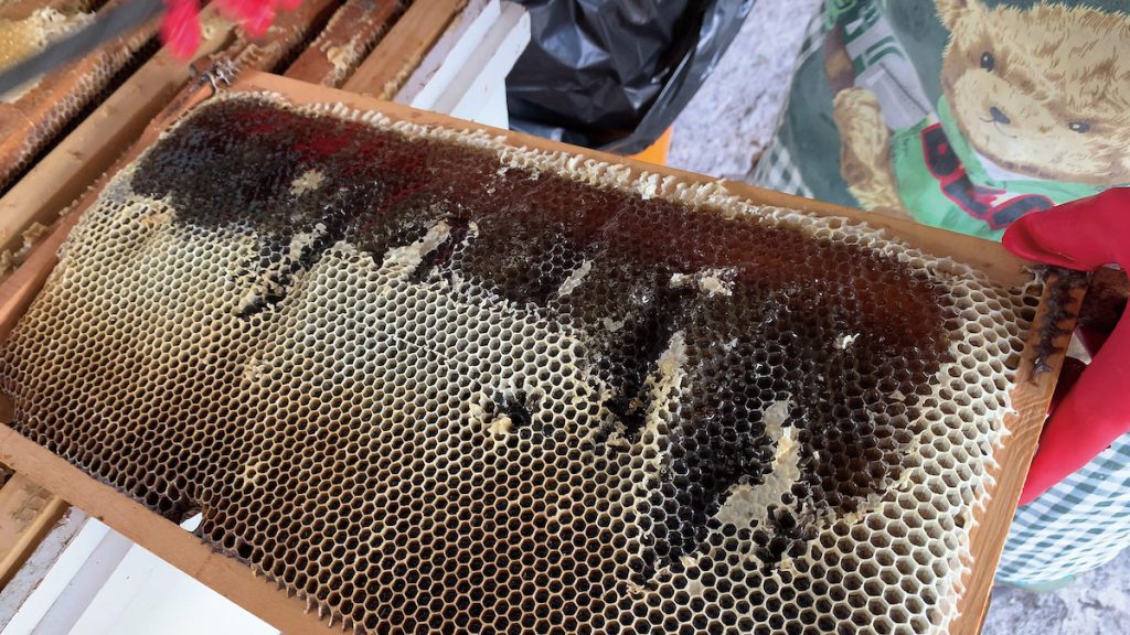 搖蜜前的蜜片。優良蜂種兼具耐病力高及高產蜜特性。