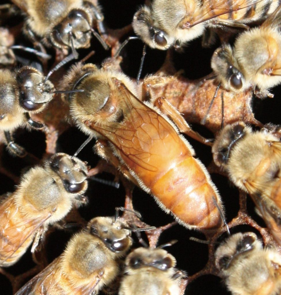 以「雜交性狀保留技術」培育具備優良特性的蜂王。