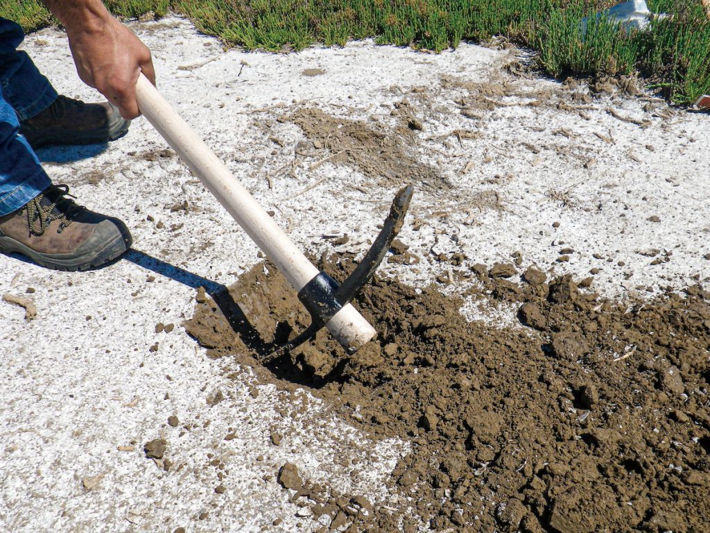 土壤鹽是指土壤中可溶性鹽類過多,超過植物耐受範圍,造成生長受阻、葉片黃化甚至死亡。(攝影╱murasal on adobe stock)