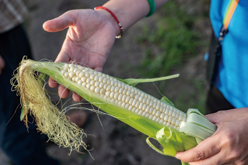 有機栽種的水果玉米可以生吃,有水梨的口感和蘋果的香氣。