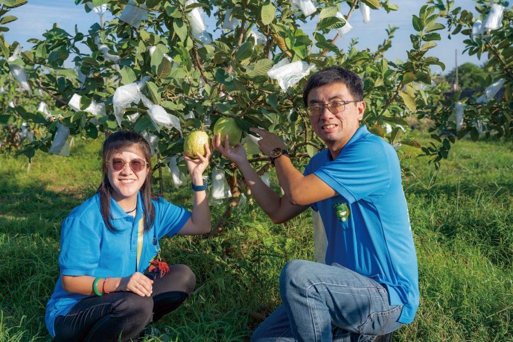 鄭紫彤和蘇崇愷返鄉從農，種植芭樂十年有成。