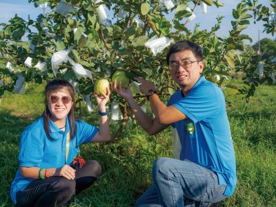 鄭紫彤和蘇崇愷返鄉從農，種植芭樂十年有成。