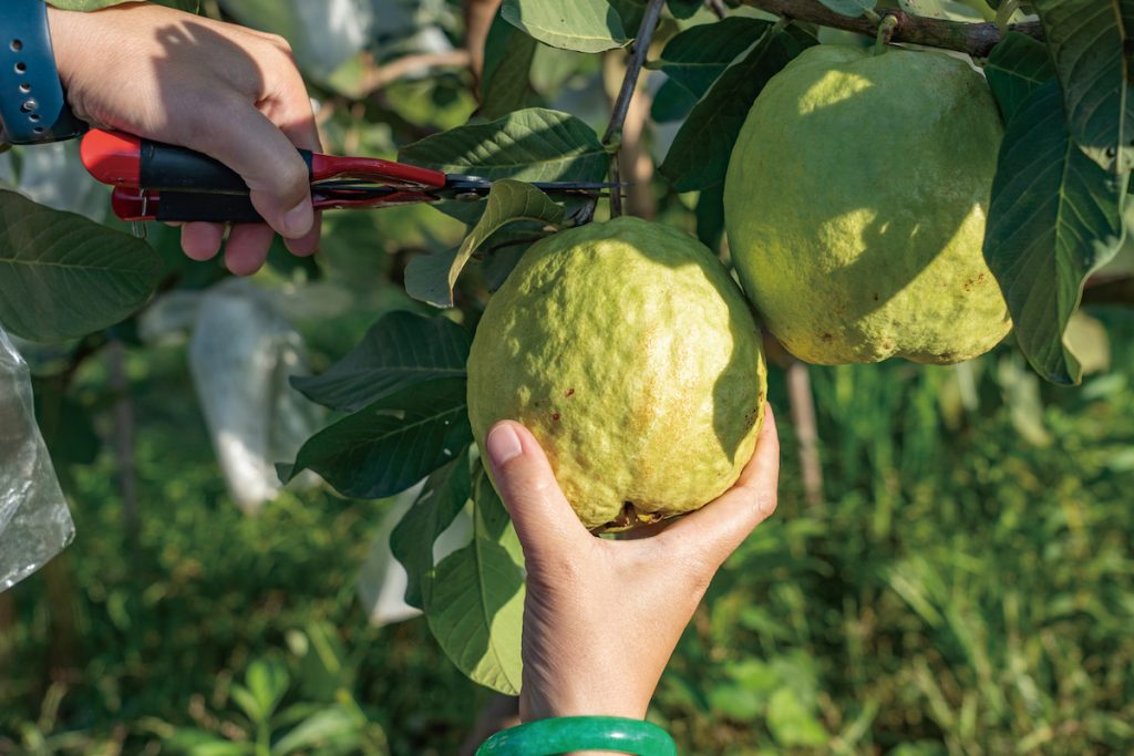 「津脆」品種的芭樂多汁脆甜。