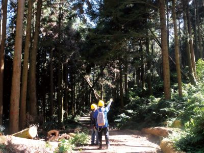 臺灣豐富森林資源除了可遊可賞，更能依照樹木的特色與優勢滿足不同需求。（攝影／謝佩穎）