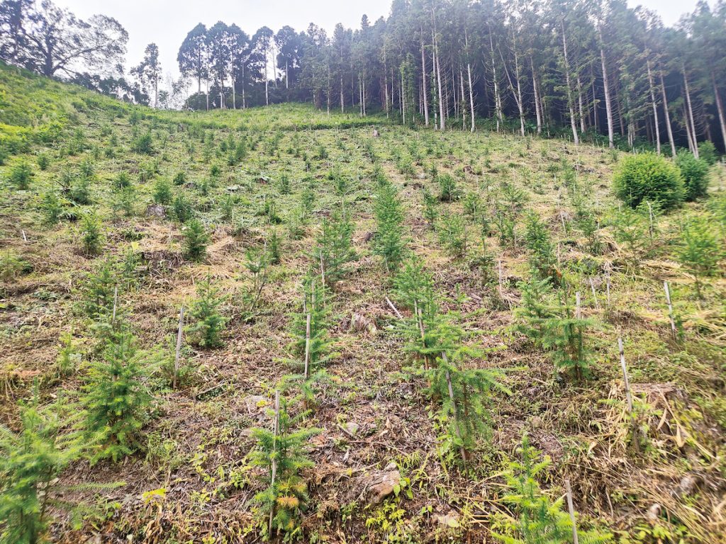 在林場植下的樹苗,雖然需耗時數十年才能成熟,但下一代能因此永續地使用山林資源。(圖片提供/梁國興)