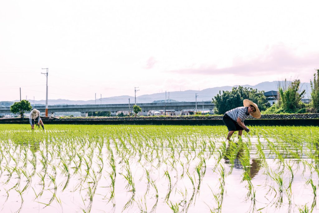 公地放領並不只是單純將農地分配給農民，需要搭配戰後土地制度變革，導致不當剝奪人民財產權的脈絡理解。（攝影╱陳建豪）