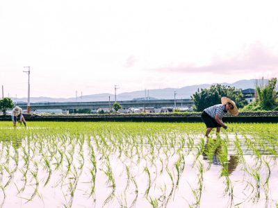 公地放領並不只是單純將農地分配給農民，需要搭配戰後土地制度變革，導致不當剝奪人民財產權的脈絡理解。（攝影╱陳建豪）