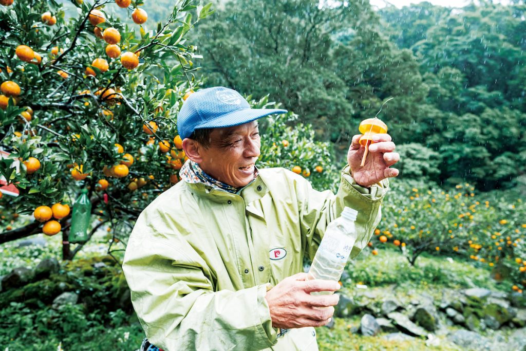 陳水珍利用廢棄寶特瓶誘捕果蠅，減少使用農藥。