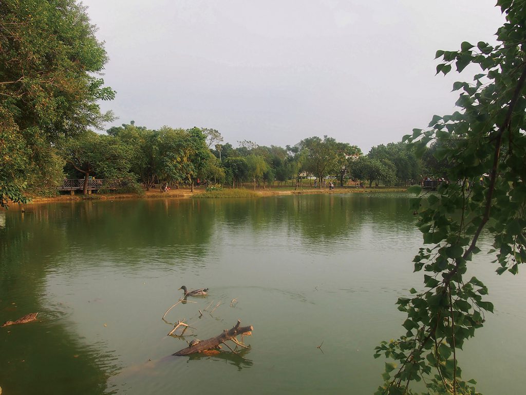 八德埤塘生態公園在設計時,注重保留原有樹種,並兼顧生物多樣性與棲息空間的提供。(攝影╱林煒舒 on wikimedia commons CC BY 3.0 TW)