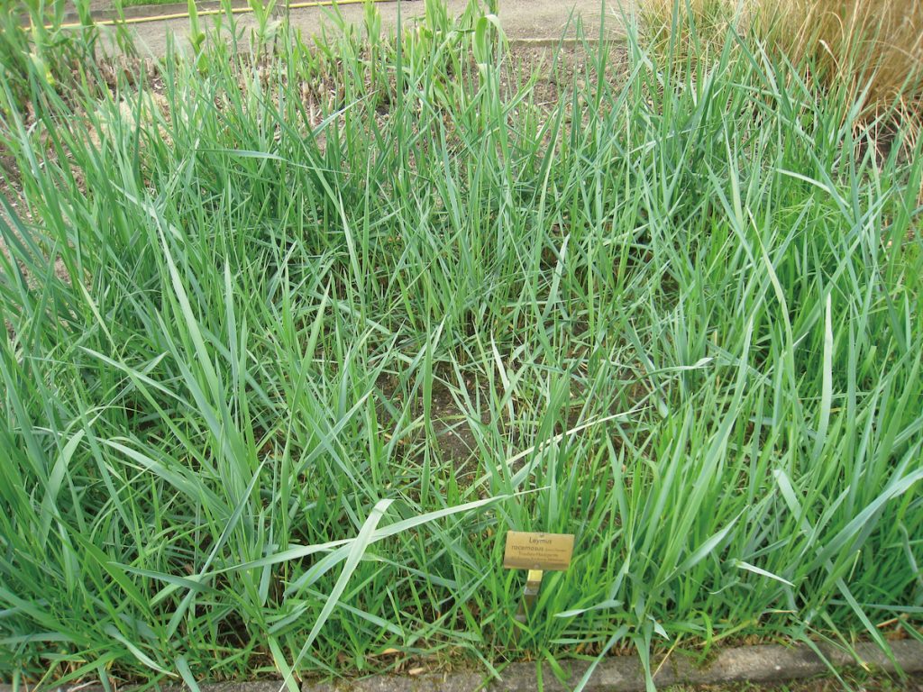 大賴草具有叢生習性,為菊科賴草屬,其葉片長而彎曲,長度約為8~16英寸。(攝影╱Daderot on wikimedia commons)