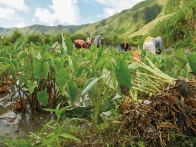 水芋田是達悟族婦女展現勤勞與家庭合作的重要場域。