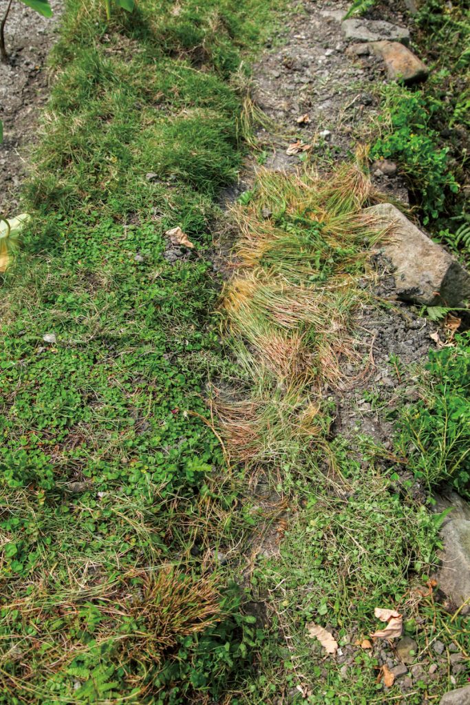 達悟族人在雜草管理上,會清除可能威脅水芋或其他農作物生長的雜草,以促進田間植物的健康成長。