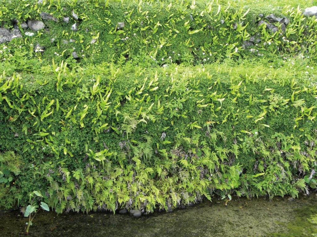 越橘葉蔓榕混生多種不同的小毛蕨屬植物,讓芋田充滿造型和色澤的美感。