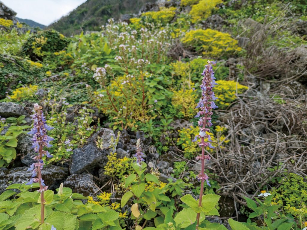 春天的田埂旁,蘭嶼小翹蕊花、茅毛珍珠菜、石板菜、爵床等野花盛開,非常賞心悅目。