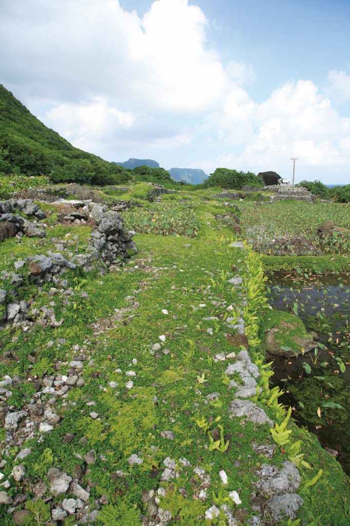 好草與壞草的觀念,讓田埂總是整潔並充滿美感。