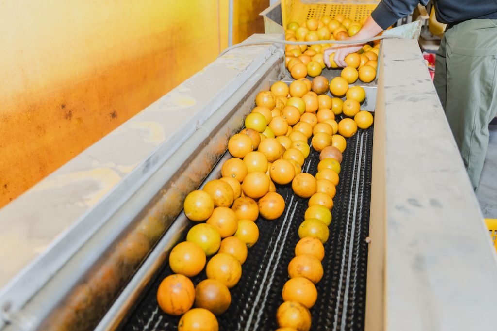 柳丁採收後除去灰塵、分級才能出貨。