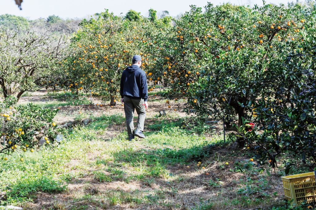 年底結滿果實的柳丁園很有節慶氣氛。