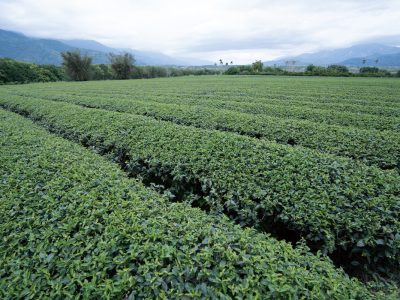 茶樹生長的風土環境不只反映在風味上，也體現在科學檢測發現的微量元素差異上。（攝影╱林焮堯）