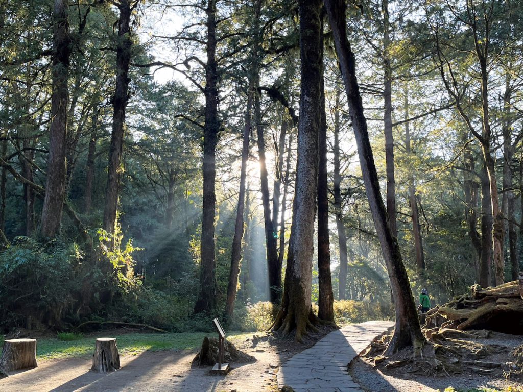 阿里山森林遊樂區的姊妹潭步道。阿里山是從森林資源開發轉向遊憩用途的代表性案例,反映臺灣林業政策的轉變。(圖片提供/農業部林業保育署嘉義分署)