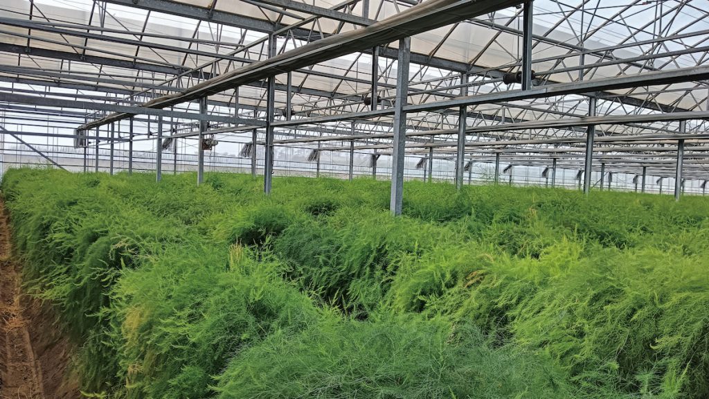 蘆筍採用設施栽培管理。