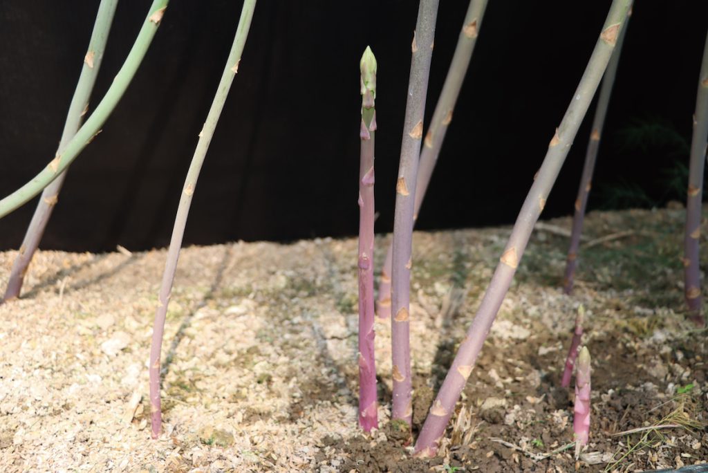 紫蘆筍—臺南5號(左)嫩莖萌生情形。