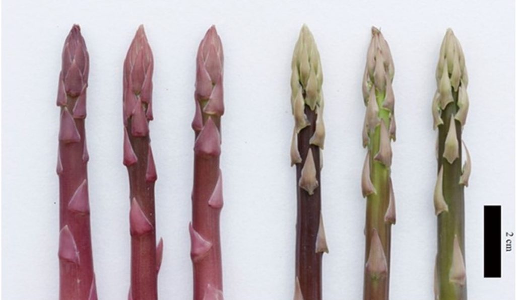 紫蘆筍—臺南5號(左)嫩莖筍尖表現與對照品種(右)。