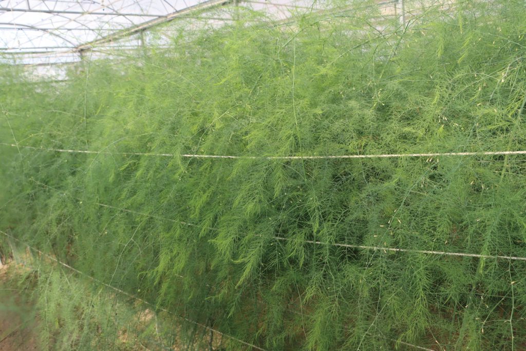 紫蘆筍—臺南5號於溫室中的母莖生長形態。